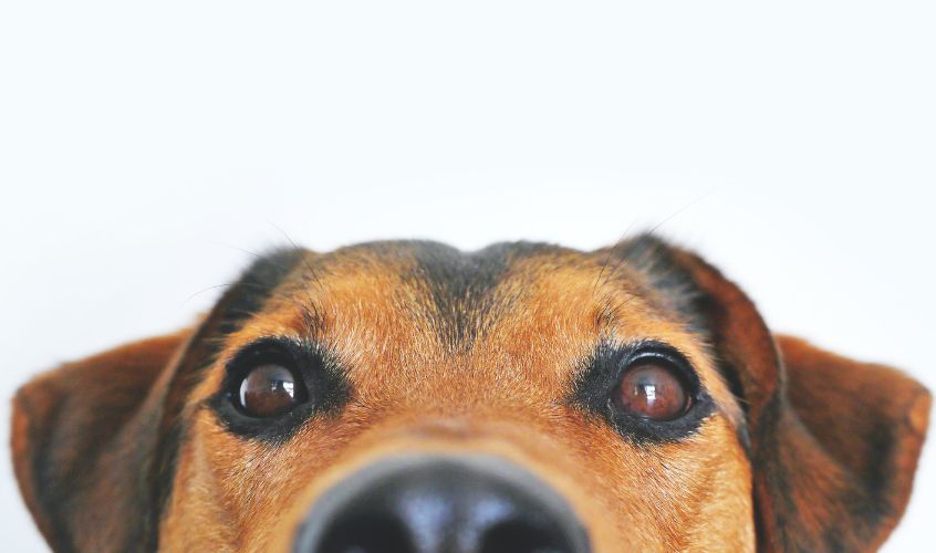 Perro al que protege el nuevo seguro para mascotas